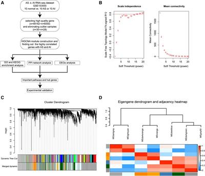 Identification of hub genes and key signaling pathways by weighted gene co-expression network analysis for human aortic stenosis and insufficiency